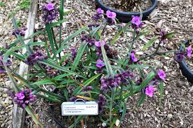 Attēlu rezultāti vaicājumam “Viola uliginosa bud”