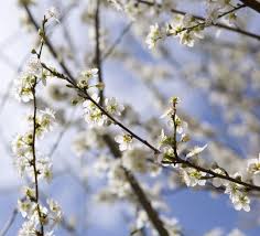 Attēlu rezultāti vaicājumam “Prunus cerasifera flower”