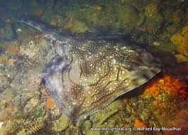 Image result for Raja undulata