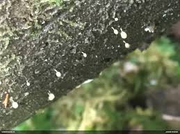 Attēlu rezultāti vaicājumam “Heterotrichia pomiformis (syn. Arcyria pomiformis)”