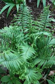 Attēlu rezultāti vaicājumam “Dryopteris cristata”