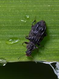 Attēlu rezultāti vaicājumam “Latridiidae”