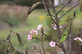 Attēlu rezultāti vaicājumam “Cerasus bud”