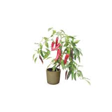 Afbeeldingsresultaat voor chili maya hot pepper hot pepper