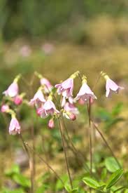 Attēlu rezultāti vaicājumam “Linnaea borealis flower”