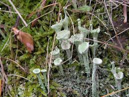 Attēlu rezultāti vaicājumam “Cladonia fimbriata”