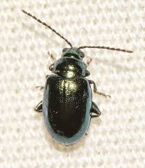 Attēlu rezultāti vaicājumam “Altica sp.”