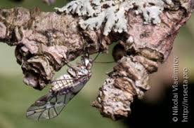 Attēlu rezultāti vaicājumam “Psococerastis gibbosa”