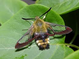Attēlu rezultāti vaicājumam “Hemaris fuciformis”