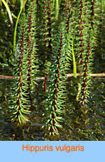 Attēlu rezultāti vaicājumam “Haloragaceae”