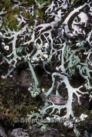 Attēlu rezultāti vaicājumam “Hypogymnia vittata”