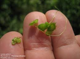 Attēlu rezultāti vaicājumam “Lemna gibba”