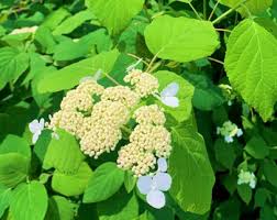 Attēlu rezultāti vaicājumam “Hydrangea arborescens”
