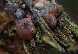 Attēlu rezultāti vaicājumam “Lycogala succineum macro”