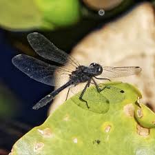 Attēlu rezultāti vaicājumam “Leucorrhinia”