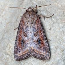 Attēlu rezultāti vaicājumam “Hadula trifolii larva”