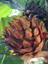 Attēlu rezultāti vaicājumam “Blysmus compressus fruit”