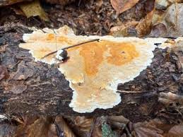 Attēlu rezultāti vaicājumam “Junghuhnia nitida”