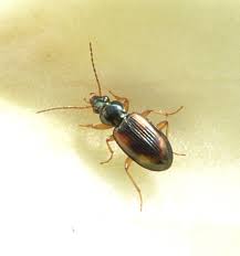 Attēlu rezultāti vaicājumam “Bembidion sp.”