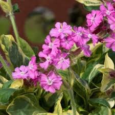 Image result for Silene dioica