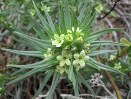 Attēlu rezultāti vaicājumam “Lithospermum officinale flower”