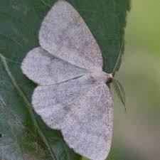 Attēlu rezultāti vaicājumam “Cabera exanthemata”
