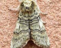 Attēlu rezultāti vaicājumam “Achlya flavicornis”