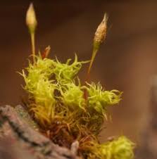 Attēlu rezultāti vaicājumam “Ulota crispa sporophyte”