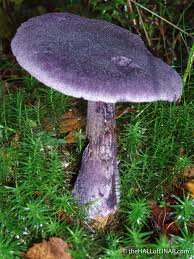 Attēlu rezultāti vaicājumam “Cortinarius violaceus”