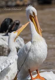 Attēlu rezultāti vaicājumam “Aquila pomarina adult”