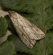 Attēlu rezultāti vaicājumam “Hypenodes humidalis”