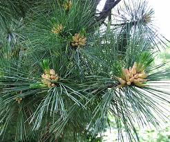 Attēlu rezultāti vaicājumam “Pinus peuce”