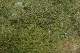 Attēlu rezultāti vaicājumam “Jamesoniella autumnalis”