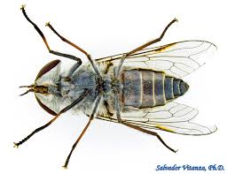 Attēlu rezultāti vaicājumam “Tabanidae”