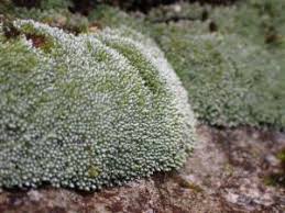 Attēlu rezultāti vaicājumam “Bryum funkii”