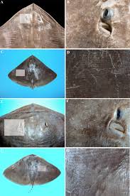 Image result for Gymnura micrura