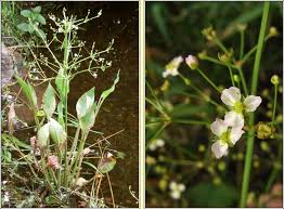 Attēlu rezultāti vaicājumam “Alisma plantago-aquatica flower”