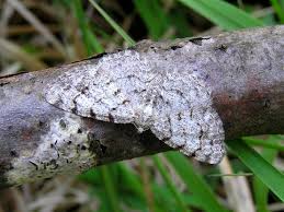 Attēlu rezultāti vaicājumam “Aethalura punctulata”