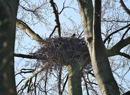 Attēlu rezultāti vaicājumam “Accipiter gentilis nest”