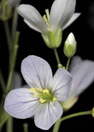 Attēlu rezultāti vaicājumam “Arabis hirsuta flower”