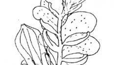 Attēlu rezultāti vaicājumam “Jungermanniopsida”