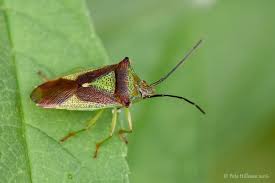 Attēlu rezultāti vaicājumam “Acanthosoma haemorrhoidale imago”