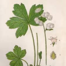 Attēlu rezultāti vaicājumam “Sanicula europaea”