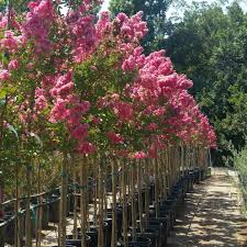 Image result for Lagerstroemia