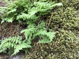 Attēlu rezultāti vaicājumam “Cystopteris fragilis”