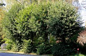 Attēlu rezultāti vaicājumam “Tilia x vulgaris”