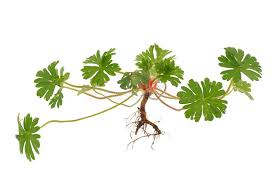 Attēlu rezultāti vaicājumam “Geranium pusillum leaf”