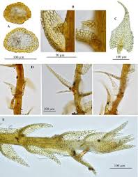 Attēlu rezultāti vaicājumam “Serpoleskea confervoides”