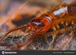 Attēlu rezultāti vaicājumam “Lithobius forficatus”