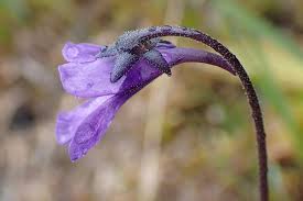 Attēlu rezultāti vaicājumam “Pinguicula vulgaris flower”